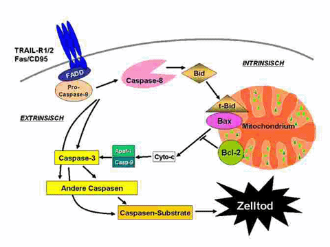 Apoptotische Signalkaskaden und Regulatorproteine. 