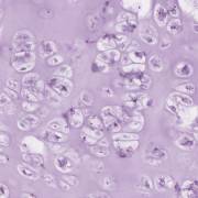 weichgewebe-und-knochen